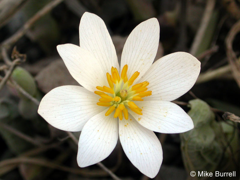 Bloodroot Plant Ontario