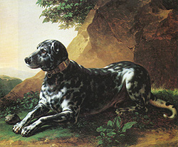 Beau Pyrrhus