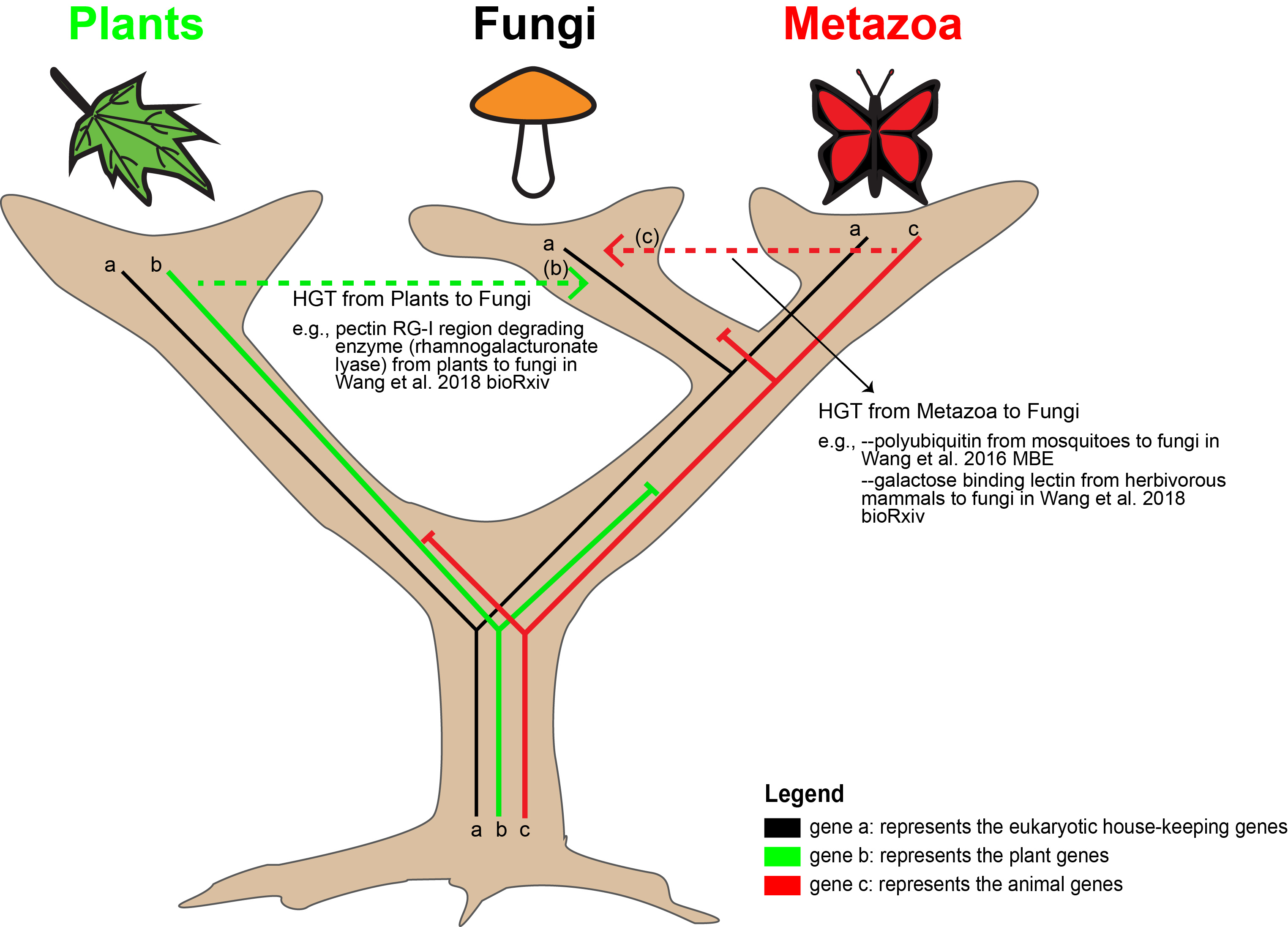 Plants Vs Fungi Venn Diagram Info Car Wallpaper